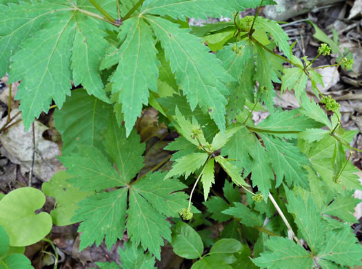 leaf or frond of Sanicula odorata, Clustered Snakeroot, Clustered Sanicle, Yellow-flowered Snakeroot, Fragrant Snakeroot