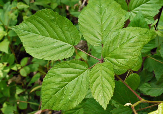 image of Rubus allegheniensis var. allegheniensis, Allegheny Blackberry