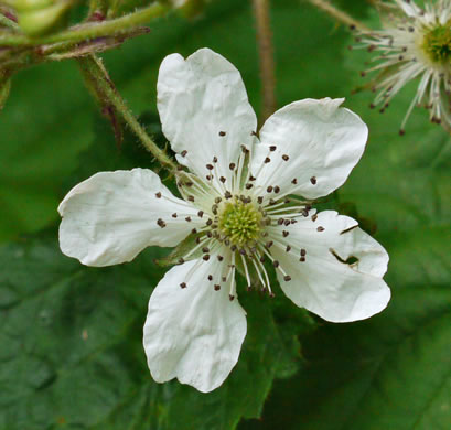 flower of Rubus allegheniensis, Allegheny Blackberry