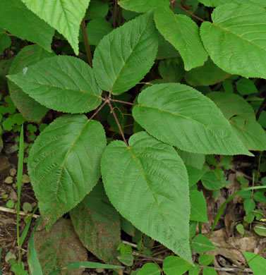 leaf or frond of Rubus allegheniensis, Allegheny Blackberry