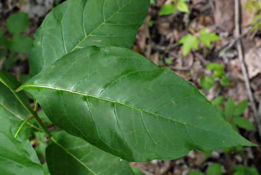 image of Asclepias exaltata, Poke Milkweed, Tall Milkweed