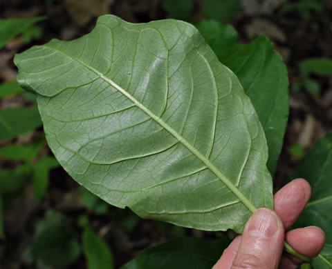 image of Asclepias exaltata, Poke Milkweed, Tall Milkweed