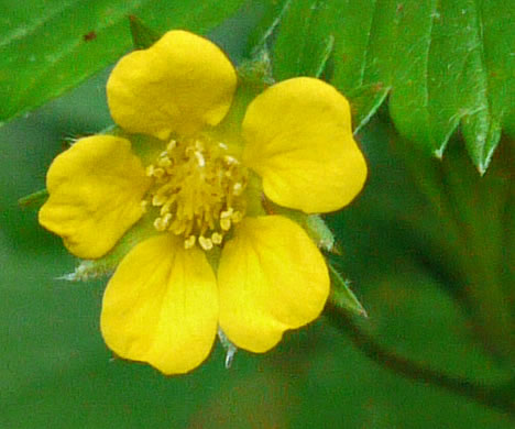 image of Potentilla simplex, Old Field Cinquefoil, Old-field Five-fingers, Common Cinquefoil