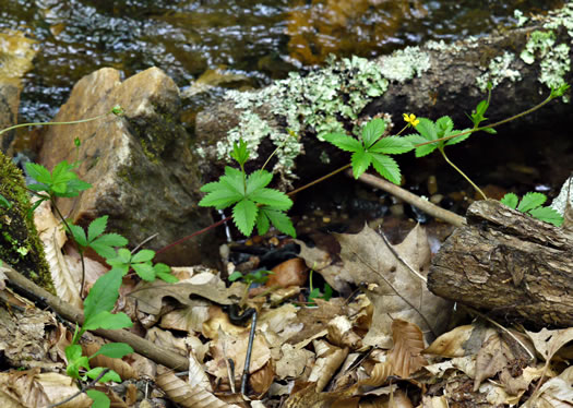 image of Potentilla simplex, Old Field Cinquefoil, Old-field Five-fingers, Common Cinquefoil