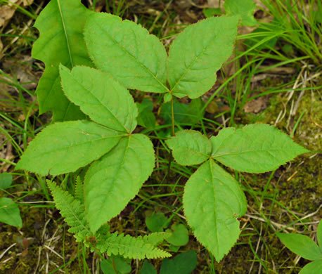 image of Aralia nudicaulis, Wild Sarsaparilla