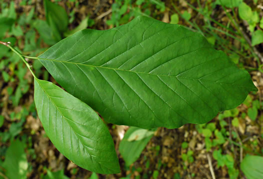 Magnolia acuminata var. acuminata, Cucumber Magnolia, Cucumber-tree