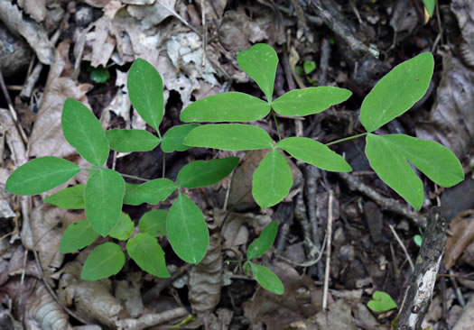 leaf or frond of Taenidia integerrima, Yellow Pimpernel