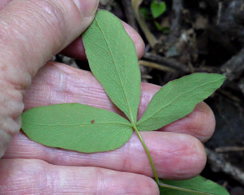 image of Taenidia integerrima, Yellow Pimpernel