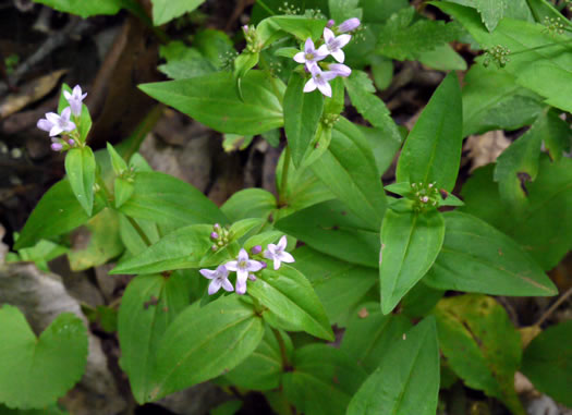 image of Houstonia purpurea, Summer Bluet, Mountain Bluet, Woodland Bluet, Purple Bluet