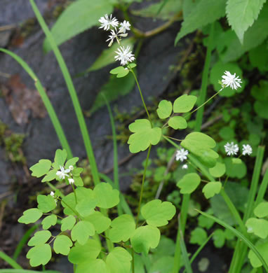 image of Thalictrum clavatum, Mountain Meadowrue, Lady-rue