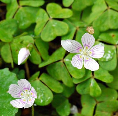 image of Oxalis montana, Mountain Wood-sorrel, American Wood-sorrel, Wood Shamrock, White Wood-sorrel