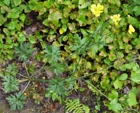 image of Ranunculus acris, Tall Buttercup, Bitter Buttercup