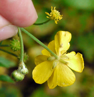 image of Ranunculus acris, Tall Buttercup, Bitter Buttercup