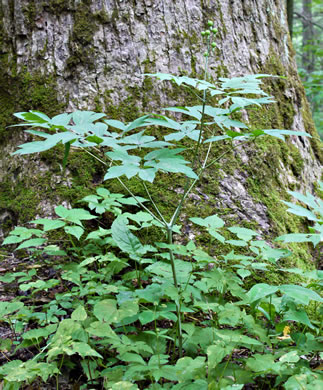 Caulophyllum thalictroides, Common Blue Cohosh, Papooseroot, Green Vivian