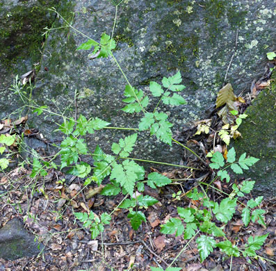 image of Osmorhiza claytonii, Bland Sweet Cicely, Hairy Sweet Cicely