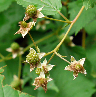 image of Rubus canadensis, Thornless Blackberry, Smooth Blackberry