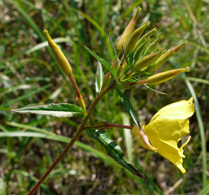 image of Oenothera fruticosa var. fruticosa, Narrowleaf Sundrops