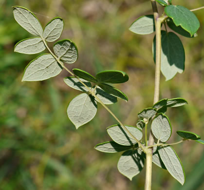 image of Thalictrum amphibolum, Skunk Meadowrue, Waxy Meadowrue