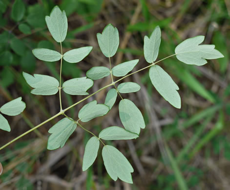 leaf or frond of Thalictrum amphibolum, Skunk Meadowrue, Waxy Meadowrue