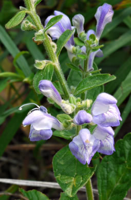 image of Scutellaria elliptica var. elliptica, Hairy Skullcap, Elliptic-leaved Skullcap