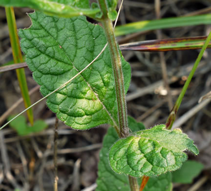 image of Scutellaria elliptica var. elliptica, Hairy Skullcap, Elliptic-leaved Skullcap