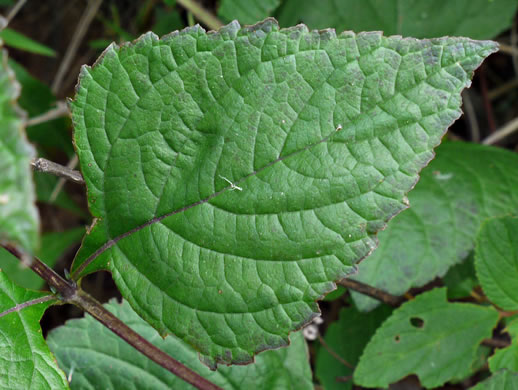 image of Salvia urticifolia, Nettleleaf Sage