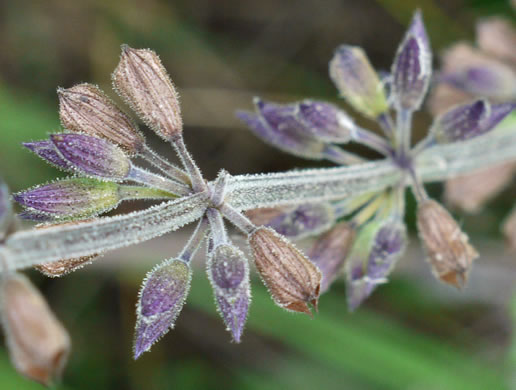 image of Salvia urticifolia, Nettleleaf Sage