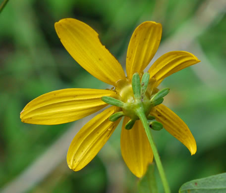 image of Coreopsis major var. rigida, Whorled Coreopsis, Stiffleaf Coreopsis, Greater Tickseed, Whorled Tickseed