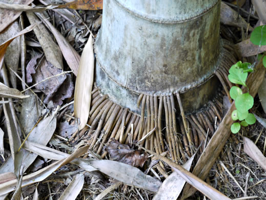 image of Phyllostachys bambusoides, Giant Timber Bamboo, Japanese Timber Bamboo