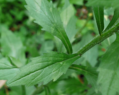 leaf or frond of Erigeron annuus, Daisy Fleabane, Annual Fleabane