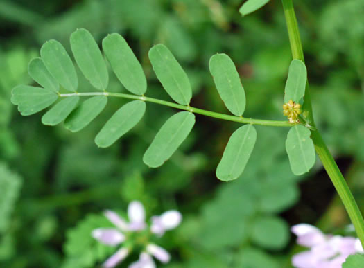 Securigera varia, Crown-vetch