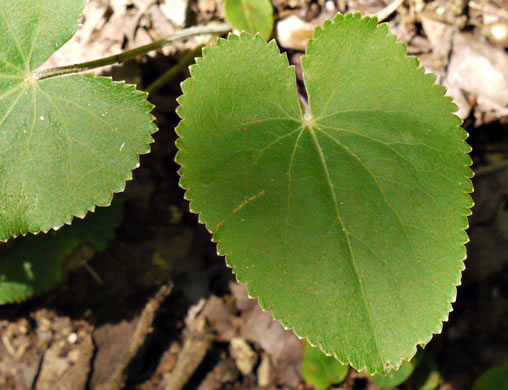 leaf or frond of Thaspium trifoliatum var. aureum, Yellow Meadow-parsnip, Woodland Parsnip