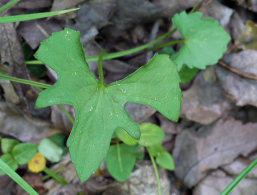 image of Viola palmata var. palmata, Wood Violet, Southern Three-lobed Violet