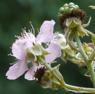 sepals or bracts of Rubus bifrons, European Blackberry, Himalayan Blackberry, Himalaya-berry