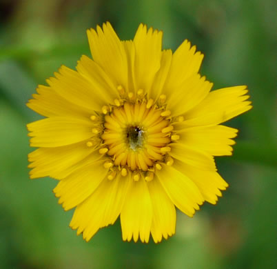 image of Hypochaeris radicata, Hairy Cat's-ear, Spotted Cat's-ear, Cat's Ear Dandelion