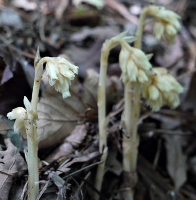 image of Hypopitys species 3, Eastern Pinesap