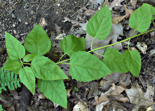 image of Scrophularia lanceolata, Hare Figwort, American Figwort, Lancelaf Figwort