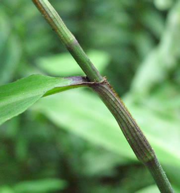 image of Commelina virginica, Virginia Dayflower