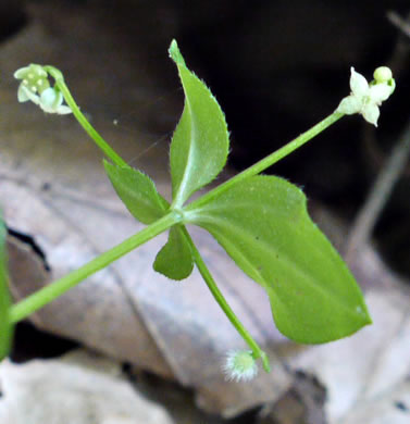 image of Galium circaezans, Forest Bedstraw, Licorice Bedstraw