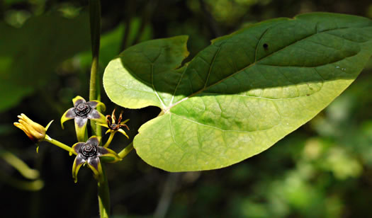 image of Gonolobus suberosus var. suberosus, Eastern Anglepod