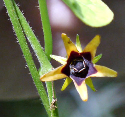 image of Gonolobus suberosus var. suberosus, Eastern Anglepod