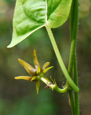 Gonolobus suberosus var. suberosus, Eastern Anglepod