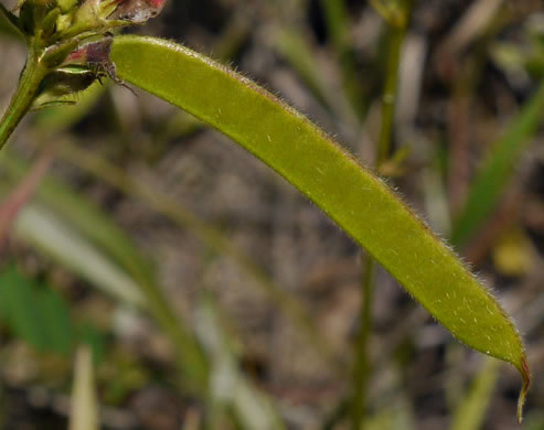 image of Tephrosia spicata, Spiked Hoary-pea, Brown-hair Tephrosia, Tawny Goat's Rue