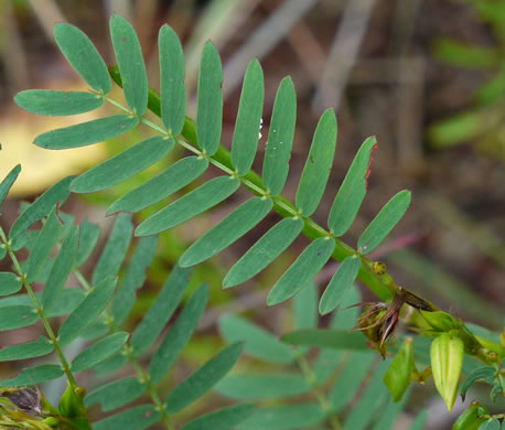 leaf or frond of Chamaecrista fasciculata var. fasciculata, Common Partridge-pea, Showy Partridge Pea