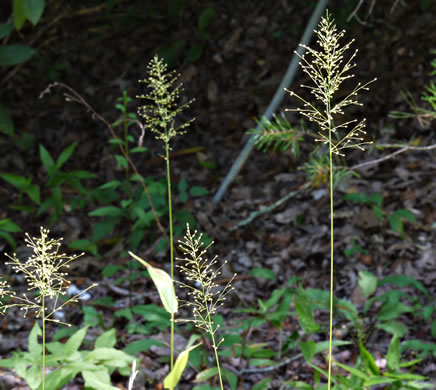 image of Dichanthelium commutatum +, Variable Witchgrass