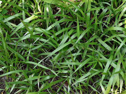 Pityopsis nervosa, Common Silkgrass, Grassleaf Goldenaster