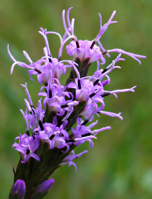 image of Liatris spicata, Dense Blazing-star, Mountain Blazing-star, Florist's Gayfeather, Dense Gayfeather