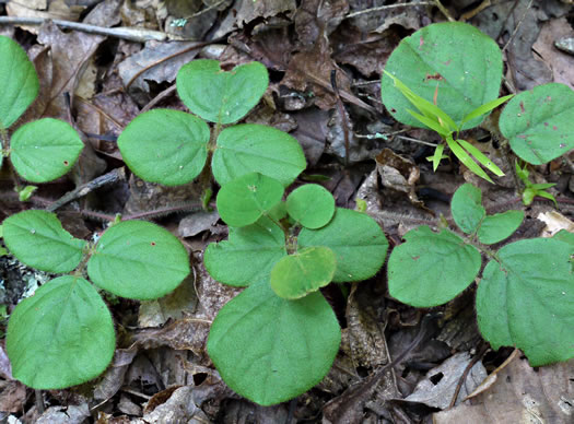 Desmodium rotundifolium, Roundleaf Tick-trefoil, Dollarleaf, Prostrate Tick-trefoil, Sessileleaf Tick-trefoil