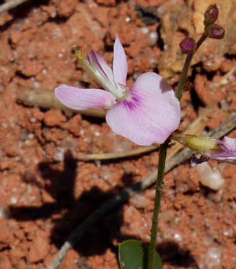 image of Lespedeza repens, Smooth Trailing Lespedeza, Creeping Lespedeza, Creeping Bush-clover