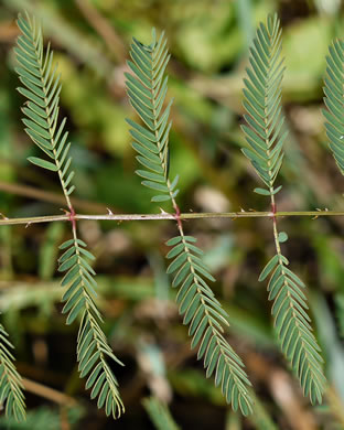 Mimosa microphylla, Littleleaf Sensitive-briar, Eastern Sensitive-briar
